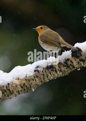 Robin fotografato in un giardino del North Yorkshire a metà inverno. Foto Stock