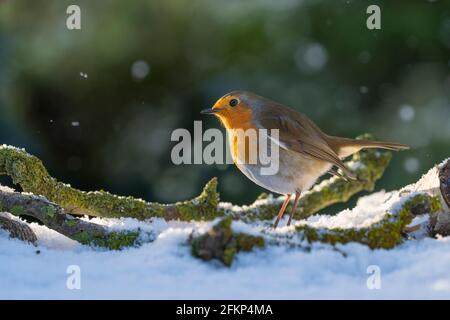 Robin fotografato a metà inverno nel Nord Yorkshire Inghilterra. Foto Stock