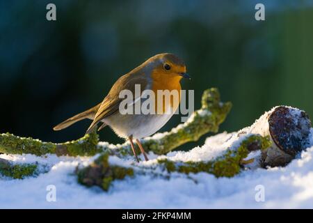 Robin fotografato in un giardino del North Yorkshire a metà inverno. Foto Stock