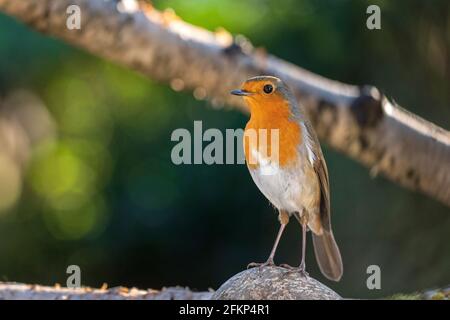 Robin fotografato in un giardino nel North Yorkshire Inghilterra Foto Stock