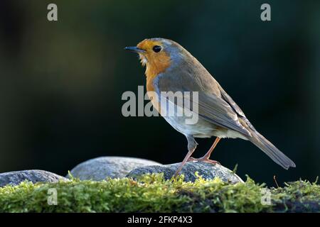 Robin fotografato in un giardino nel North Yorkshire Inghilterra Foto Stock