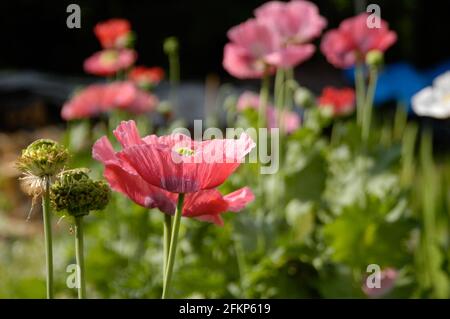 Fiori di papavero nel giardino al sole di mezzogiorno Foto Stock