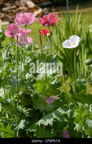 Fiori di papavero nel giardino al sole di mezzogiorno Foto Stock