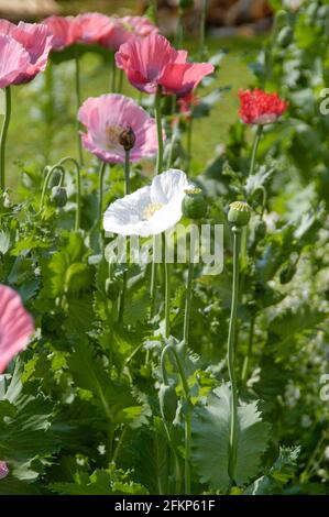 Fiori di papavero nel giardino al sole di mezzogiorno Foto Stock