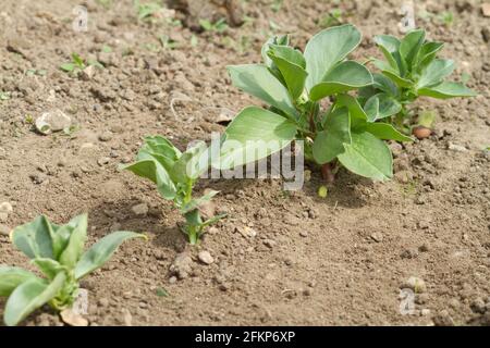 Giovani piante di fagioli larghi che crescono fuori in primavera Regno Unito Foto Stock