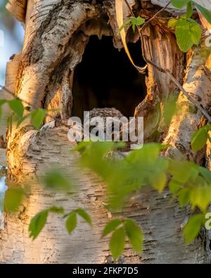 Carino owlet sbarrato sbirciando fuori dal suo nido nel tronco di un albero. Il suo fratello è più in basso nella cavità. Foto Stock