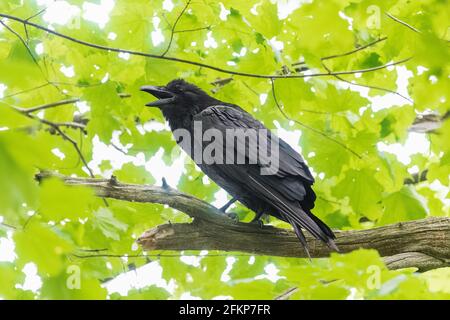 Corvo americano su un ramo di chiamata, con un verde brillante sfondo frondoso Foto Stock