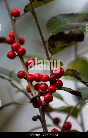 Berridi rosse con foglie verdi Foto Stock