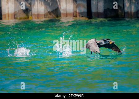 Un cormorano a due razze a banda federale prende il volo dal canale di navigazione che collega Green Bay e il lago Michigan vicino a Sturgeon Bay Wi. Foto Stock