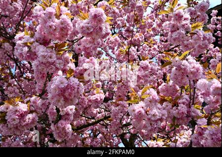 Herrlich blühender Mandelbaum im Frühling mit typisch rosa Blüten Foto Stock