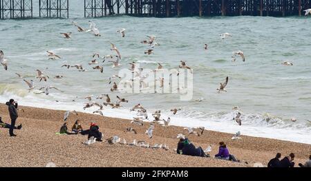 Brighton UK 3 maggio 2021 - Seagulls sopra alcuni bravi amanti della spiaggia a Brighton come i visitatori godono la Festa della Banca di Maggio nonostante il tempo ventoso: Credit Simon Dack / Alamy Live News Foto Stock