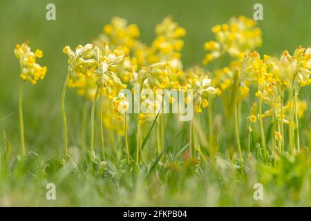 Un gruppo di polpette comuni (Primula veris) su un prato, primavera in Austria Foto Stock