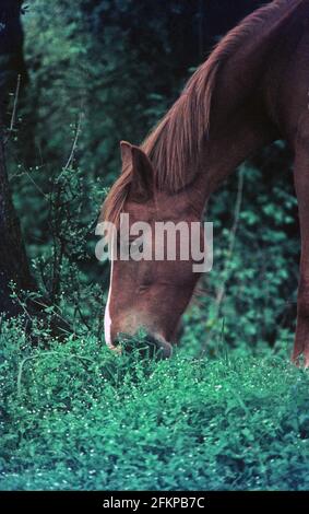 Cavallo che bruca l'erba Foto Stock