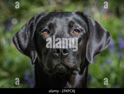 Labradors in Bluebells e acqua Foto Stock