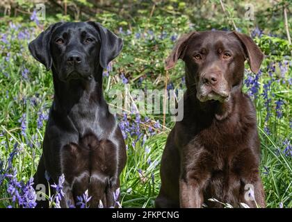 Labradors in Bluebells e acqua Foto Stock