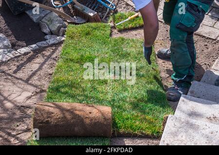 Giardiniere che posa il tappeto erboso in un giardino di casa Foto Stock