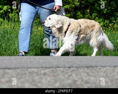 Stoccarda, Germania. 03 maggio 2021. Una donna prende il suo cane per una passeggiata. I Verdi e la CDU vogliono introdurre una licenza per cani nel Baden-Wuerttemberg, seguendo l'esempio della bassa Sassonia. (A dpa 'la nuova coalizione porta i proprietari di cani al guinzaglio - protezione contro gli attacchi di morsi') Credit: Bernd Weißbrod/dpa/Alamy Live News Foto Stock