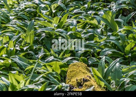 Pavimento forestale coperto con piante di aglio selvatico Foto Stock