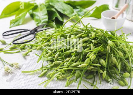 Germogli di aglio selvatico e foglie bagnate e una ciotola con sale su sfondo bianco Foto Stock