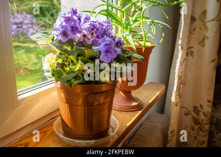 Fiori violetti in una pentola sul davanzale della finestra Foto Stock