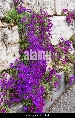 Muro di pietra naturale con abbondanti piante di aubretia fiorente, verticale Foto Stock