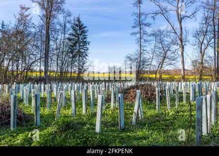 Rimboschimento in foresta mista con supporto per tubi per i giovani alberi Foto Stock