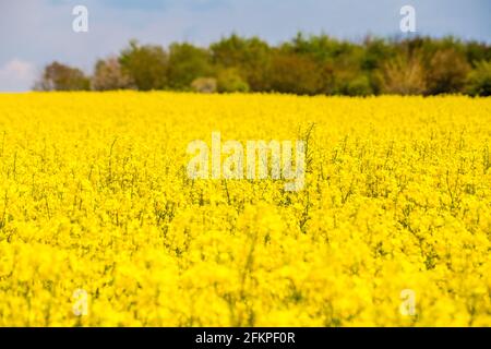 Campo di colza giallo brillante nell'Hampshire, Inghilterra Foto Stock