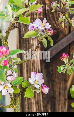 La mela fiorisce in primavera, sullo sfondo un vecchio fascio di legno Foto Stock