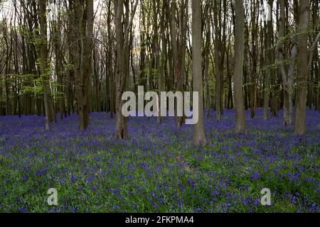 Campane blu nei boschi di Badbury vicino a Faringdon Foto Stock