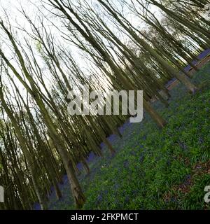 Campane blu nei boschi di Badbury vicino a Faringdon Foto Stock