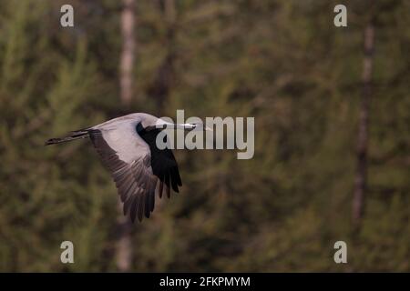 Un adulto Demoiselle Crane sta volando lungo il Chöwsgöl Nuur In Mongolia Foto Stock