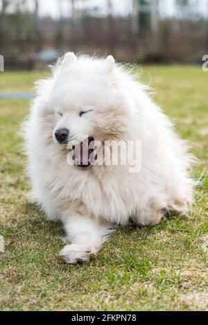 Cane Samoyed bianco soffiato che brulica fuori sulla natura Foto Stock