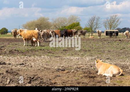Mucche e polpacci in un campo, lydd, kent, uk Foto Stock