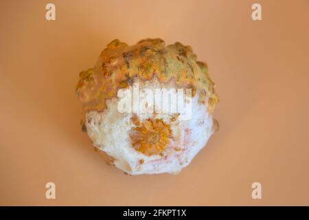 una zucca con muffa bianca su sfondo beige. concetto di cibo deperibile Foto Stock