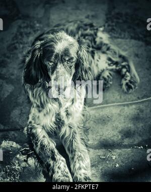 Un cane vecchio, stanco, vagato in bianco e nero. Foto Stock