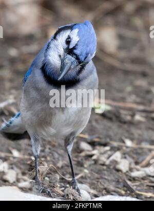 Curioso Blue Jay ( Cyanocitta cristata ) con la testa inclinata che guarda direttamente la vista frontale della telecamera Foto Stock