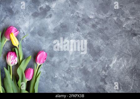 tulipani rosa e giallo fiori su sfondo grigio da cui è stato girato sopra con spazio per la copia Foto Stock
