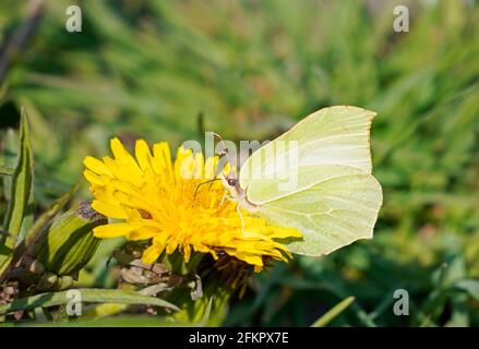 Una farfalla di pietra di pietra si siede su un fiore giallo di dente di leone e raccoglie nettare. Erba verde sullo sfondo. Farfalla con ali gialle. Foto Stock