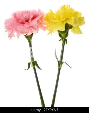 Fiori rosa e giallo garofani isolati su sfondo bianco Foto Stock