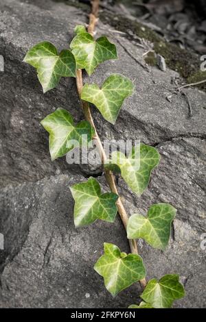 WA19505-00...WASHIGTON - Ivy cresce su una parete di contenimento di roccia. Foto Stock