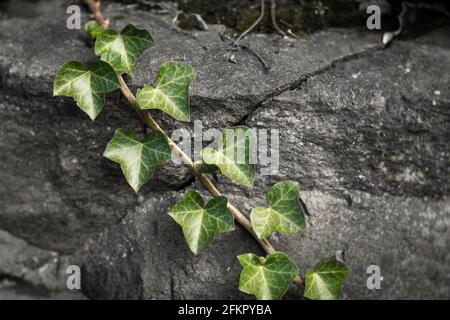 WA19516-00...WASHIGTON - Ivy cresce su una parete di contenimento di roccia. Foto Stock