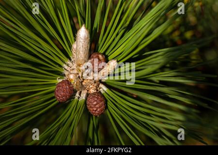 WA19528-00...WASHINGTON - aghi di pino con una candela di birght e coni nel mezzo, mostrando nuova crescita sull'albero. Fotografato con un Lensbaby Vel Foto Stock