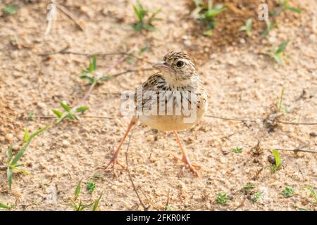 La larice di Jerdon o la larice del cespuglio di Jerdon, Mirafra affinis, singolo adulto in piedi su suolo sabbioso, Sri Lanka Foto Stock