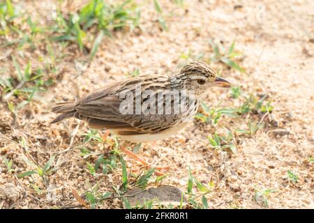 La larice di Jerdon o la larice del cespuglio di Jerdon, Mirafra affinis, singolo adulto in piedi su suolo sabbioso, Sri Lanka Foto Stock