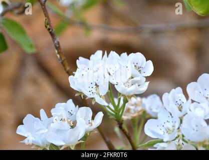 Fiori bianchi di pero (Pyrus calleryana). Albero di frutta coltivato, fiorente in primavera. Giornata di sole a Munilla, la Rioja, Spagna. Foto Stock