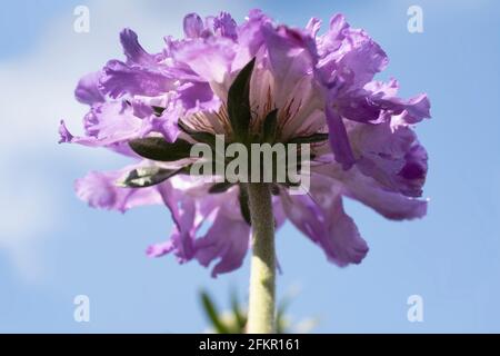 Blue Scabiosa columbaria, Butterfly blue, Small scabious' o pincushion flower visto dal basso contro un cielo blu Foto Stock