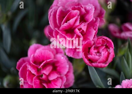 Fiori rosa profondo di Dianthus o Guglielmo dolce in un letto di fiori Foto Stock