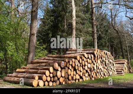 I tronchi di alberi segati vengono impilati in una foresta nella Paesi Bassi per l'industria del legno o per essere bruciato impianti di biomassa Foto Stock