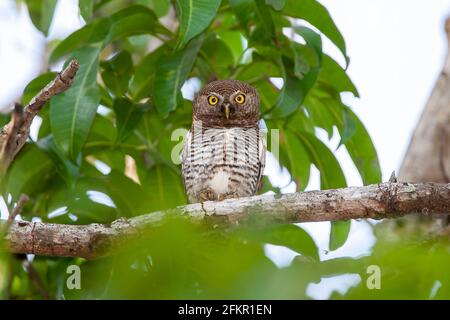 gufo della giungla barrato o gufo della giungla, gufo, radiatum del glaucidium, adulto singolo appollaiato nell'albero, Sri Lakna Foto Stock