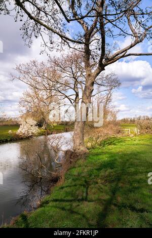 Camminando sulla Ouse Way, Barcombe Mills, Inghilterra, in un pomeriggio di primavera soleggiato Foto Stock